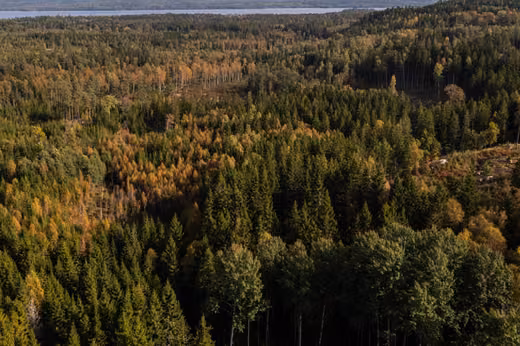 Waldgrundstück bei Braås