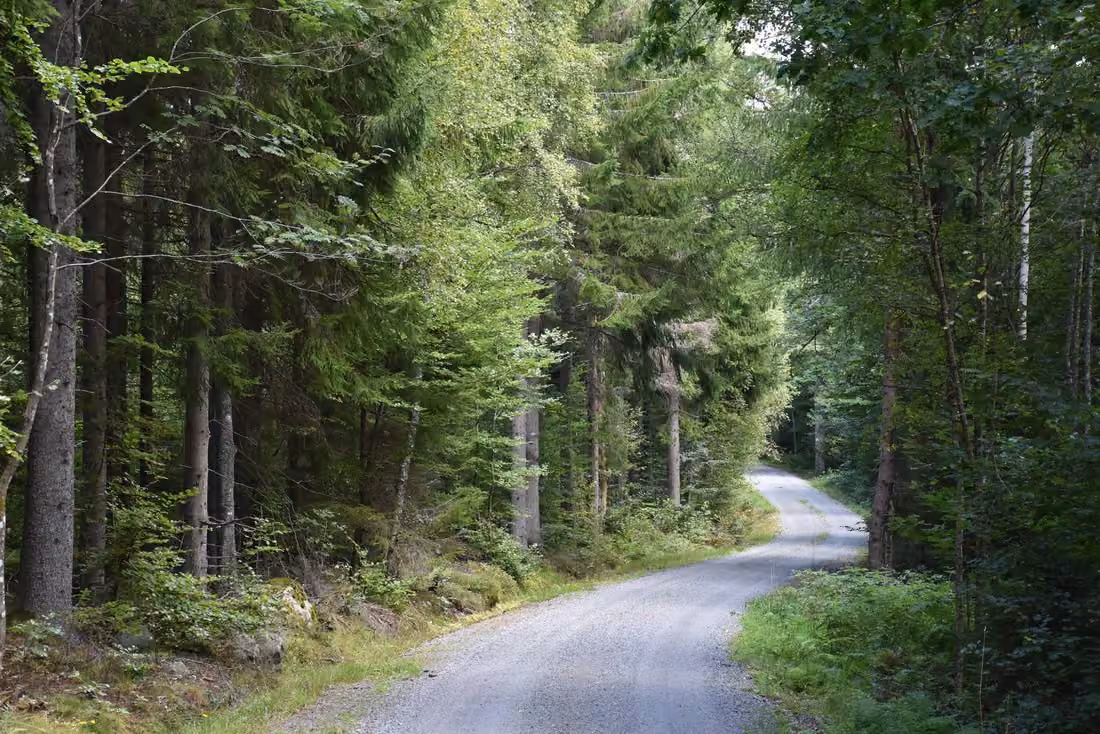 Waldbesitz mit großem Fichtenbestand