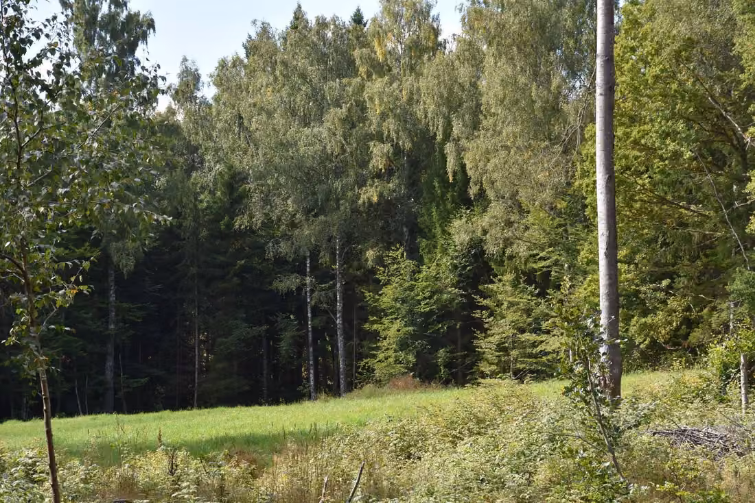 Waldbesitz mit großem Fichtenbestand
