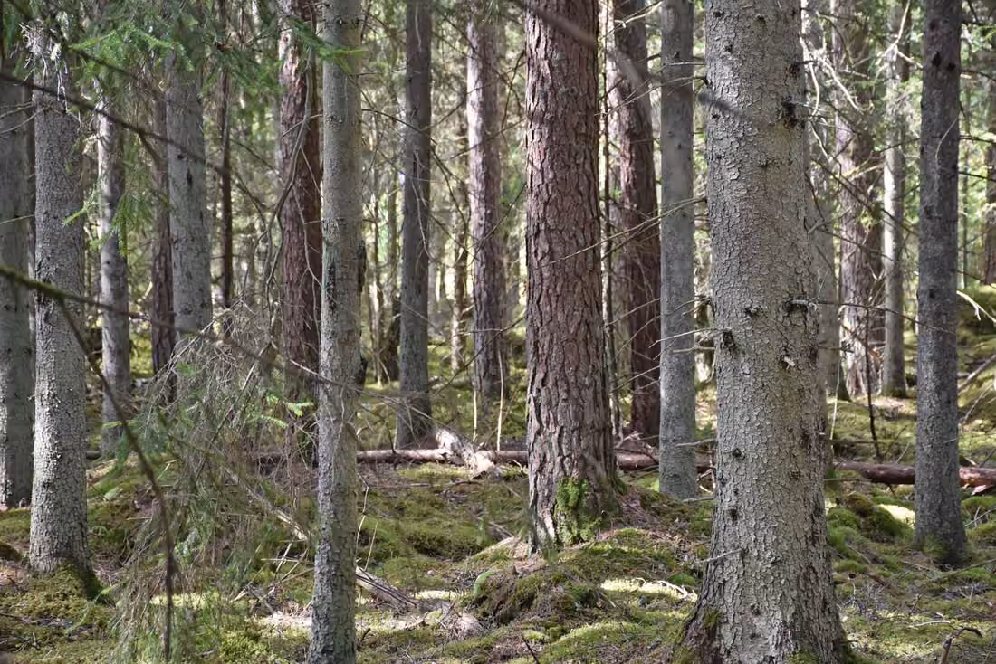 Waldbesitz mit großem Fichtenbestand