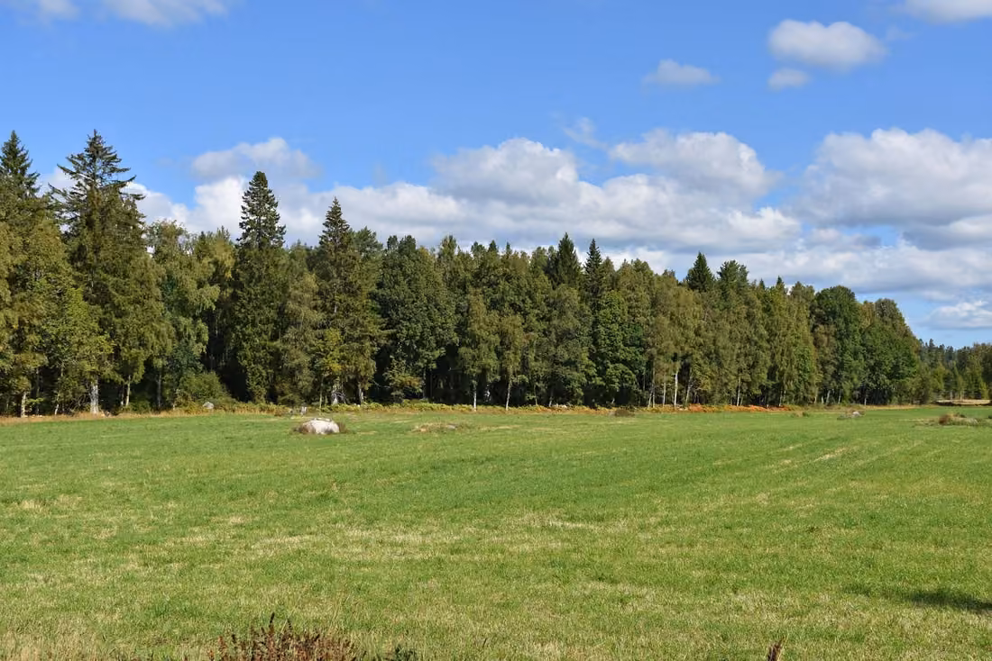 Waldbesitz mit großem Fichtenbestand