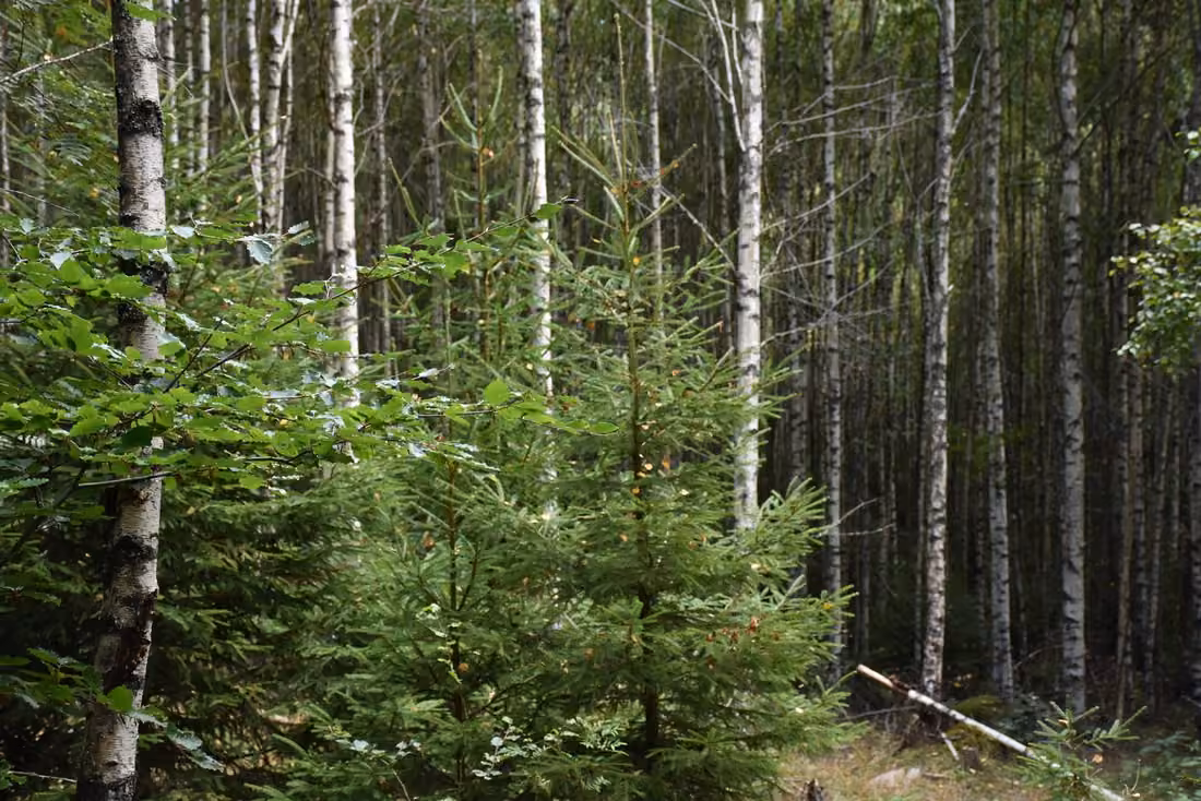 Waldbesitz mit großem Fichtenbestand