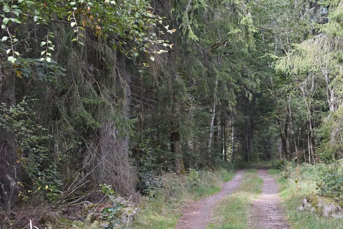 Waldbesitz mit großem Fichtenbestand