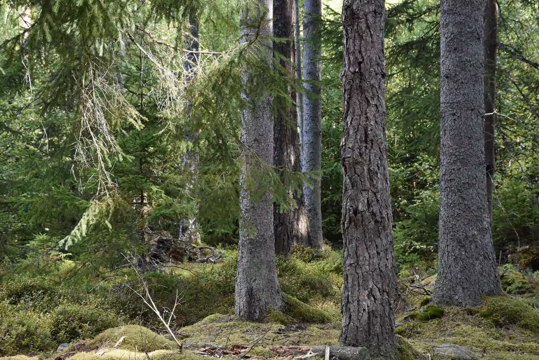 Waldbesitz mit großem Fichtenbestand