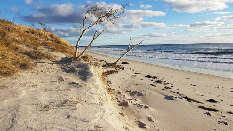 Dünengras und eine Birke am Strand von Österlen, dahinter das blaue Meer